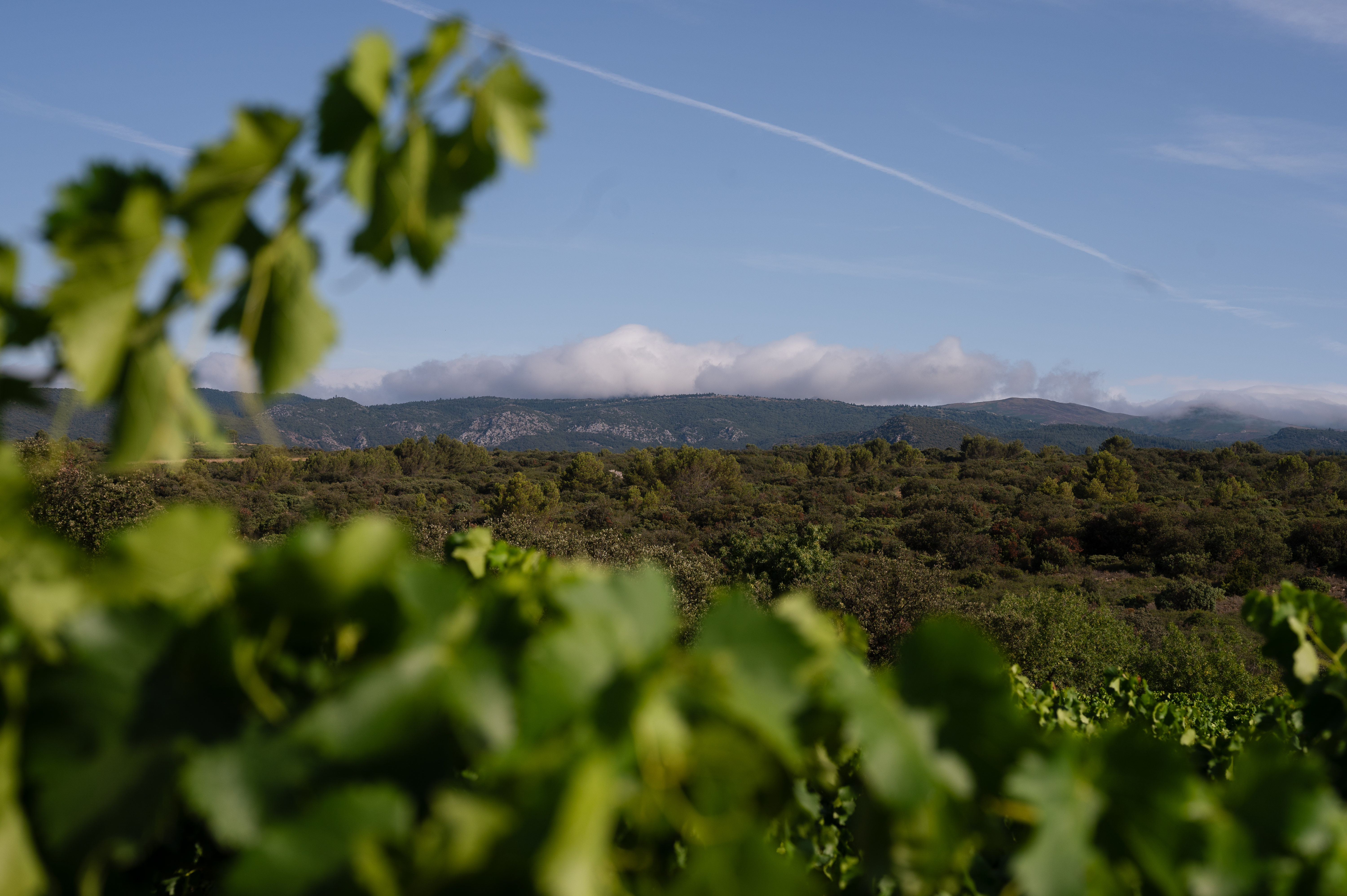 Vignes Minervois