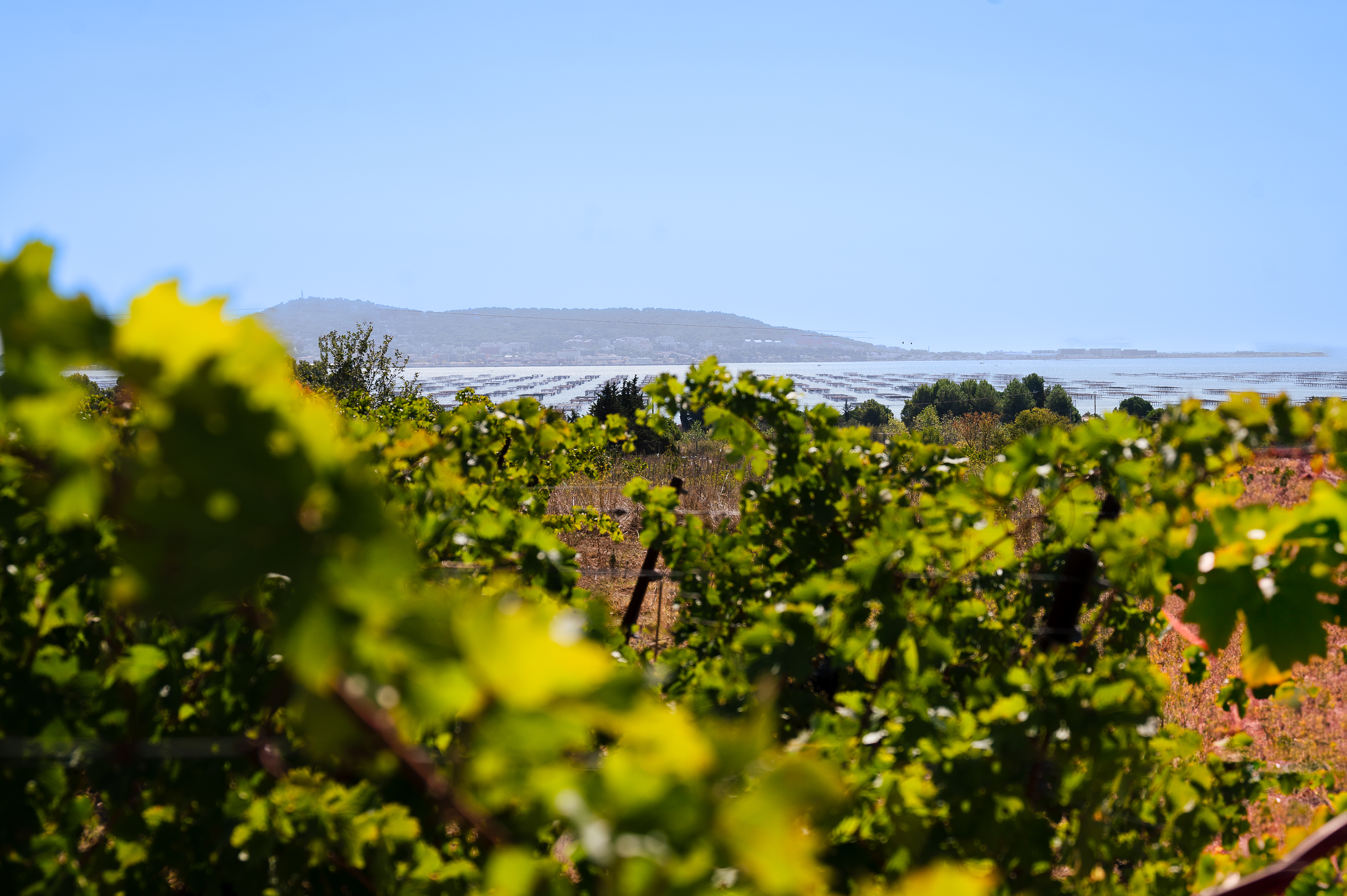 Vignes Littoral